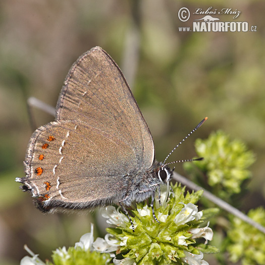 Ostrôžkár cezmínový (Satyrium ilicis)