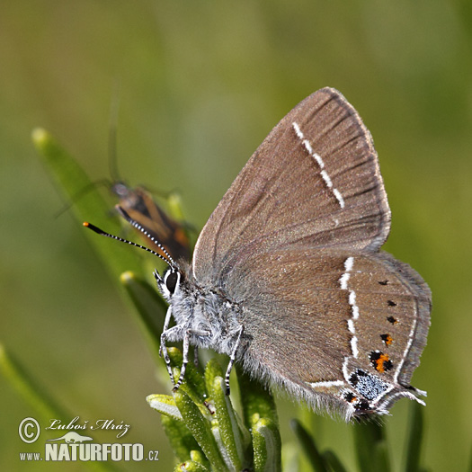 Ostrôžkár trnkový (Satyrium spini)