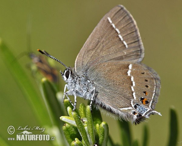 Ostrôžkár trnkový (Satyrium spini)