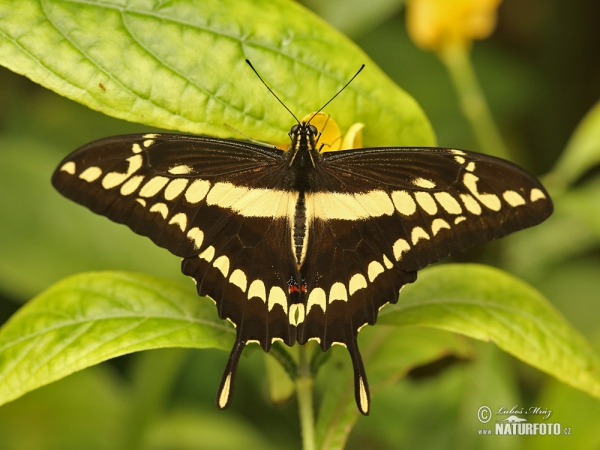 Otakárek (Papilio thoas)