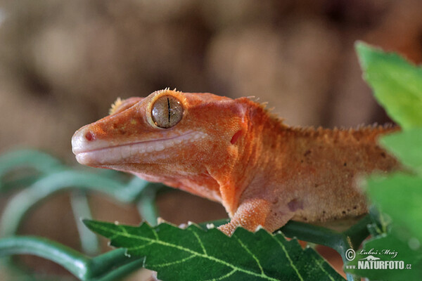 Pagekon řasnatý (Rhacodactylus ciliatus)