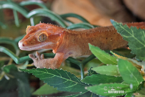 Pagekon řasnatý (Rhacodactylus ciliatus)