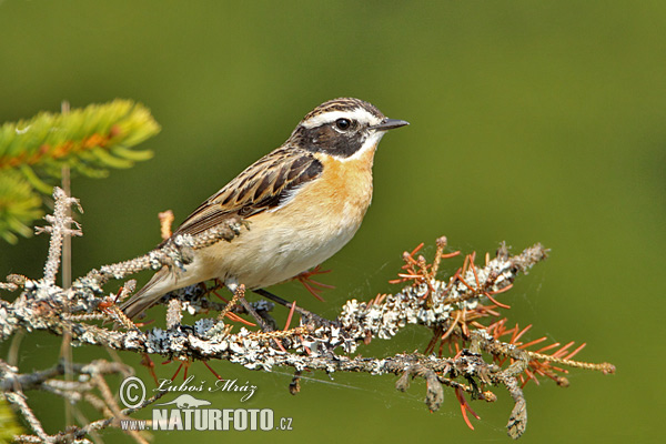 Pŕhľaviar červenkastý (Saxicola rubetra)