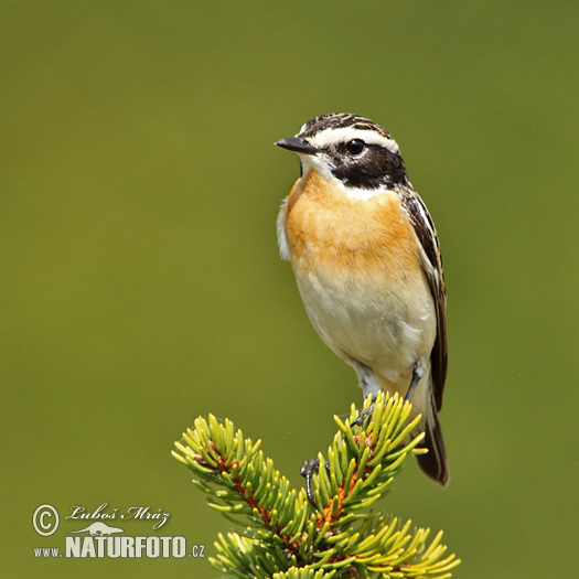 Pŕhľaviar červenkastý (Saxicola rubetra)