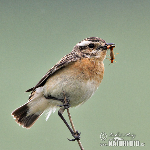 Pŕhľaviar červenkastý (Saxicola rubetra)