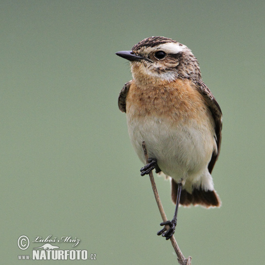 Pŕhľaviar červenkastý (Saxicola rubetra)