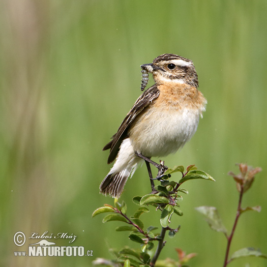 Pŕhľaviar červenkastý (Saxicola rubetra)