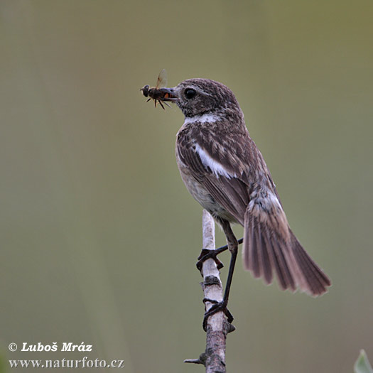 Pŕhľaviar čiernohlavý (Saxicola torquata)