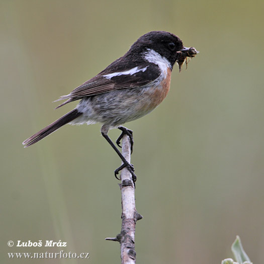 Pŕhľaviar čiernohlavý (Saxicola torquata)