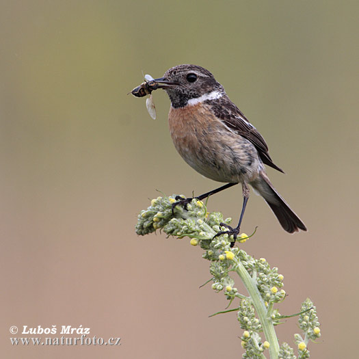 Pŕhľaviar čiernohlavý (Saxicola torquata)