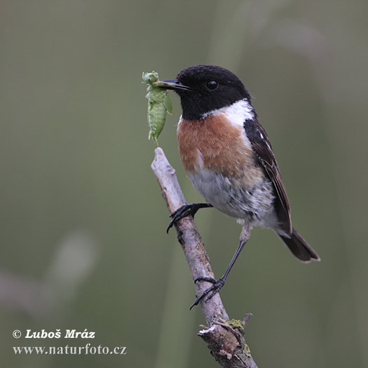 Pŕhľaviar čiernohlavý (Saxicola torquata)