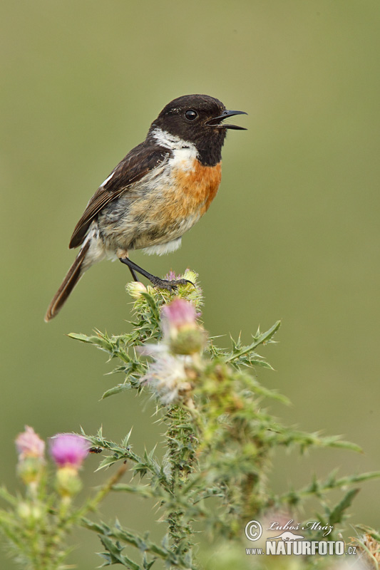 Pŕhľaviar čiernohlavý (Saxicola torquata)