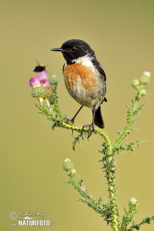 Pŕhľaviar čiernohlavý (Saxicola torquata)