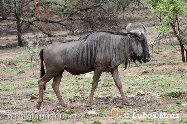 Pakôň modrý (Connochaetes taurinus)