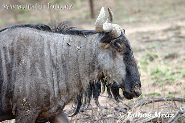 Pakôň modrý (Connochaetes taurinus)