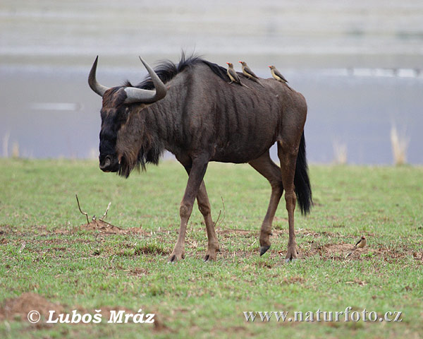 Pakôň modrý (Connochaetes taurinus)