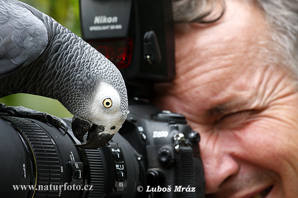 Papagáj sivý (Psittacus erithacus)