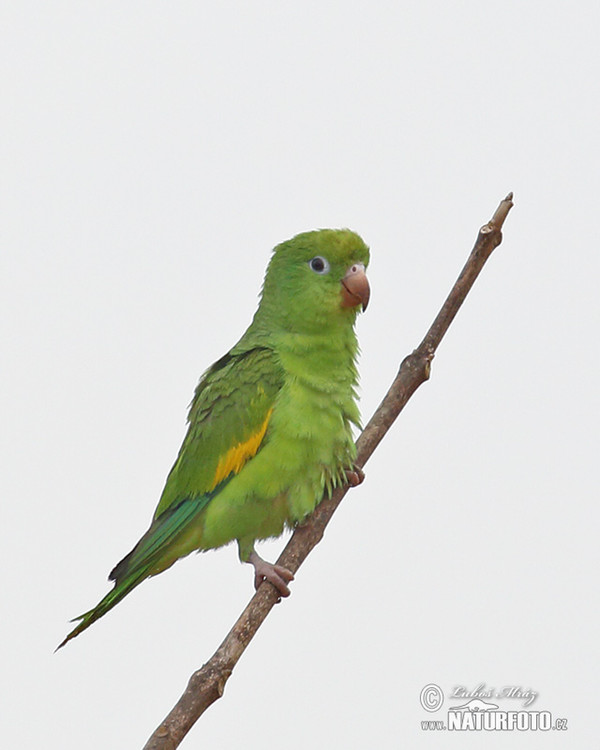 Papoušek chiriri (Brotogeris chiriri)