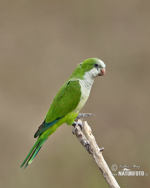 Papoušek mniší (Myiopsitta monachus)