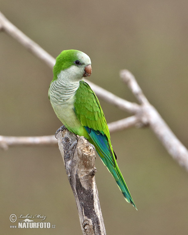 Papoušek mniší (Myiopsitta monachus)