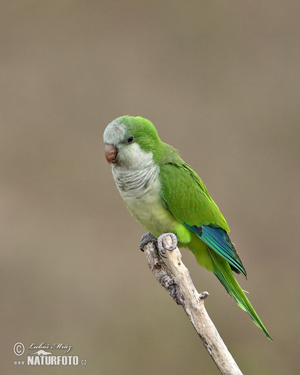 Papoušek mniší (Myiopsitta monachus)