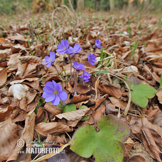 Pečeňovník trojlaločný (Hepatica nobilis)