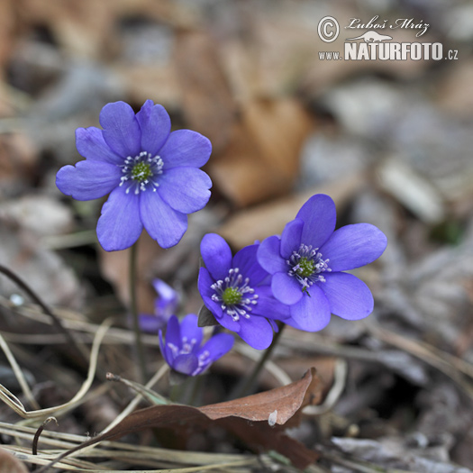 Pečeňovník trojlaločný (Hepatica nobilis)