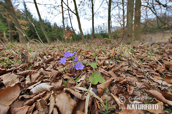 Pečeňovník trojlaločný (Hepatica nobilis)