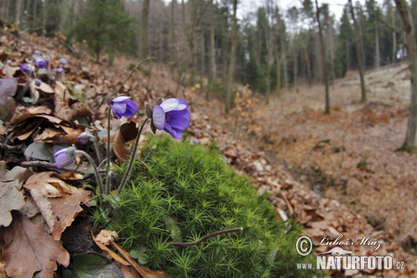 Pečeňovník trojlaločný (Hepatica nobilis)