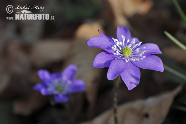 Pečeňovník trojlaločný (Hepatica nobilis)