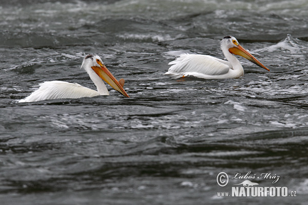 Pelikán biely (Pelecanus erythrorhynchos)