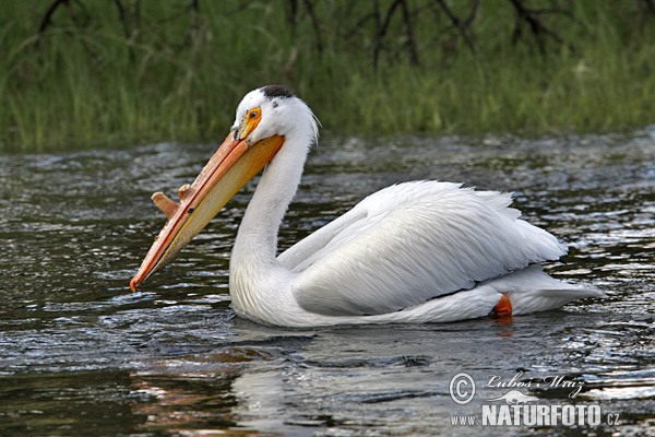 Pelikán biely (Pelecanus erythrorhynchos)