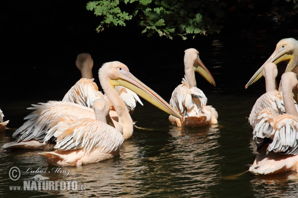 Pelikán bílý (Pelecanus onocrotalus)