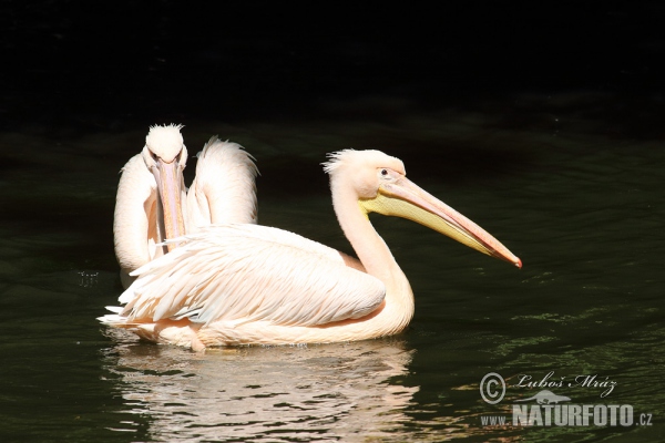 Pelikán bílý (Pelecanus onocrotalus)