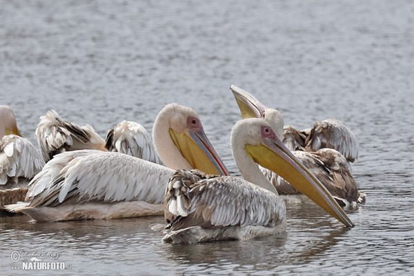 Pelikán bílý (Pelecanus onocrotalus)