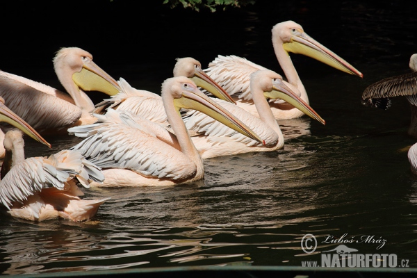 Pelikán bílý (Pelecanus onocrotalus)