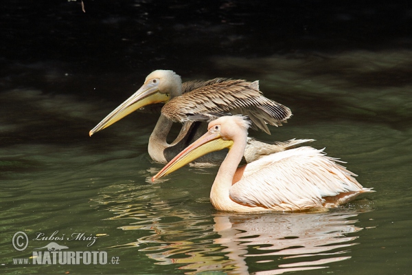 Pelikán bílý (Pelecanus onocrotalus)