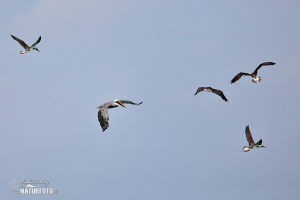 Pelikán hnedý (Pelecanus occidentalis)