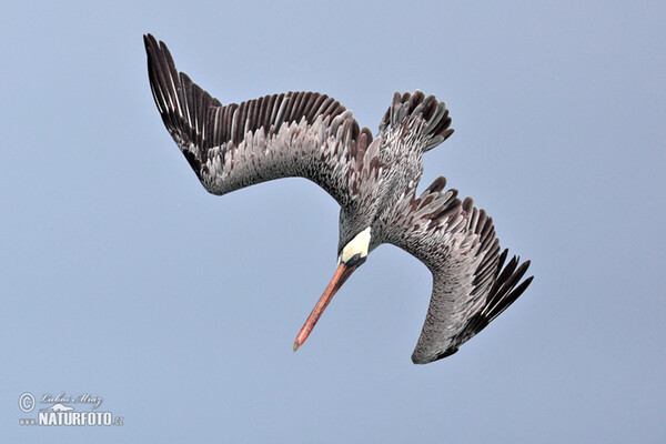 Pelikán hnědý (Pelecanus occidentalis)