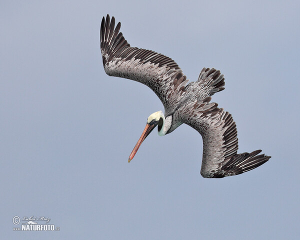 Pelikán hnědý (Pelecanus occidentalis)