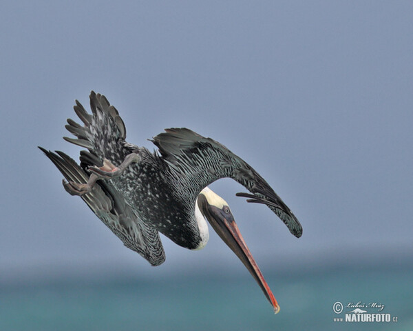 Pelikán hnědý (Pelecanus occidentalis)