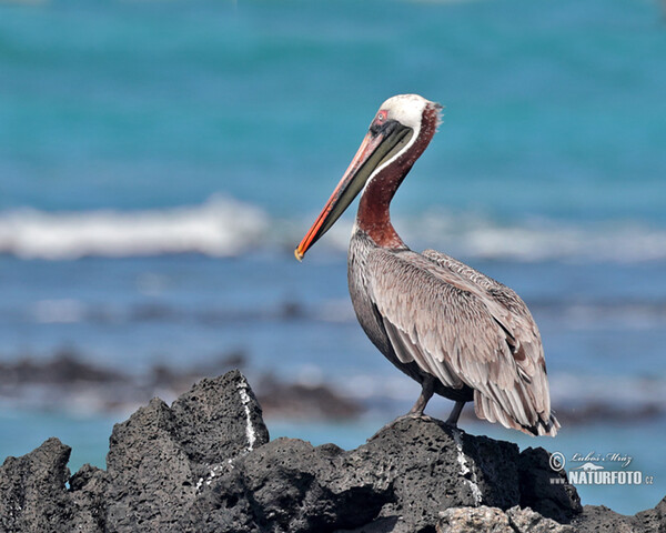 Pelikán hnedý (Pelecanus occidentalis)