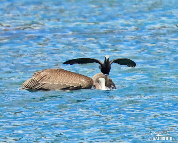 Pelikán hnedý (Pelecanus occidentalis)