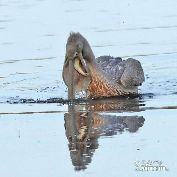 Pelikán ružový (Pelecanus onocrotalus)