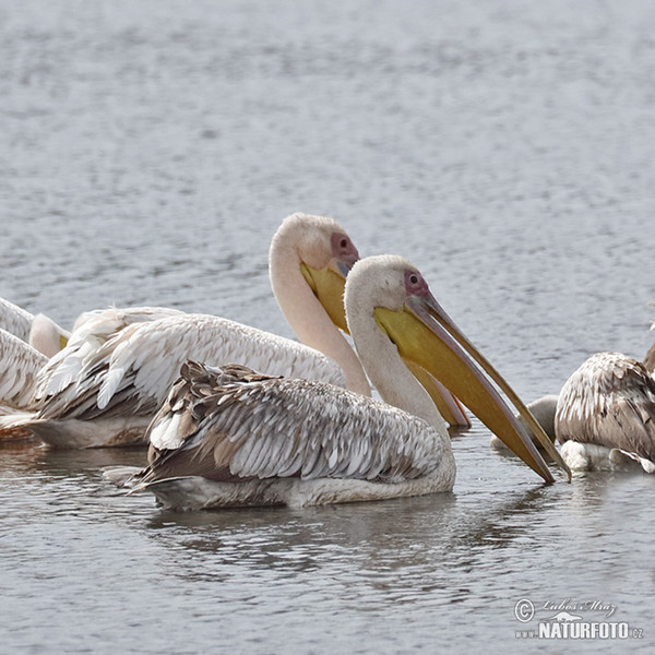 Pelikán ružový (Pelecanus onocrotalus)