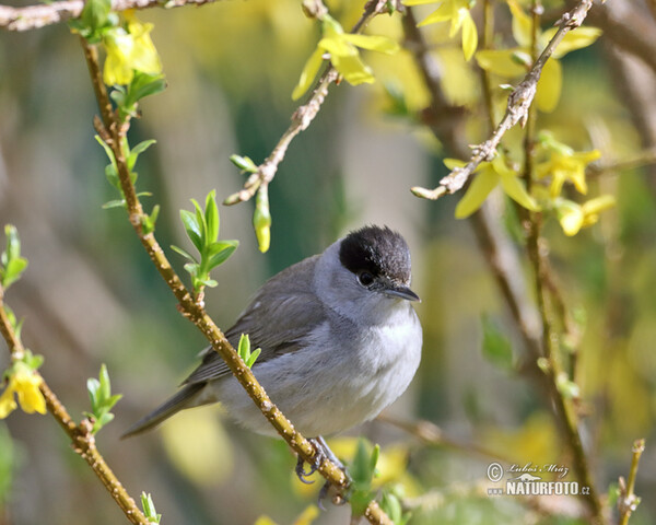 Penica čiernohlavá (Sylvia atricapilla)