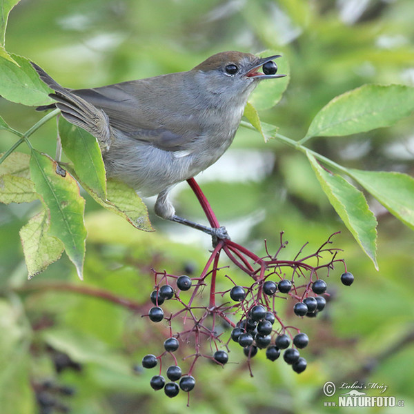 Penica čiernohlavá (Sylvia atricapilla)