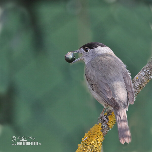 Penica čiernohlavá (Sylvia atricapilla)