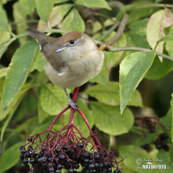 Penica čiernohlavá (Sylvia atricapilla)