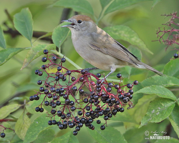 Penica čiernohlavá (Sylvia atricapilla)